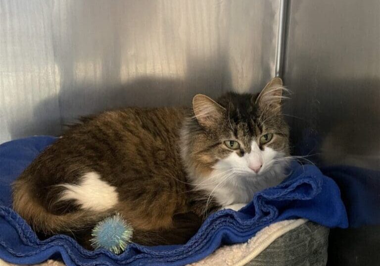 A cat laying on a bed with a bird on it.