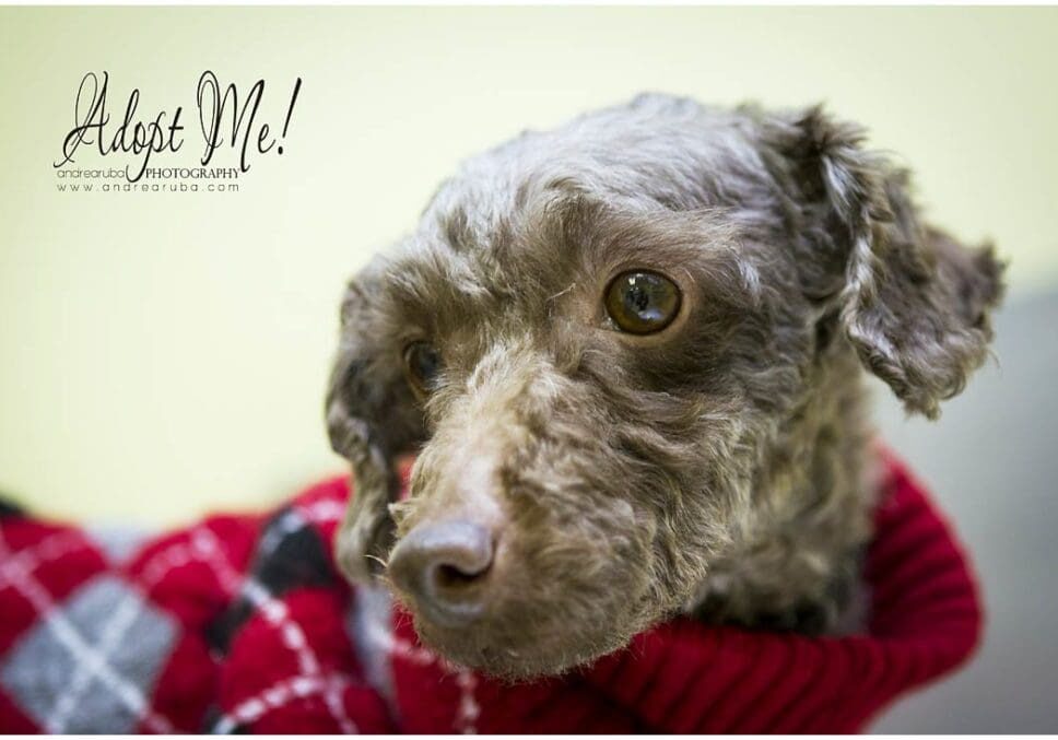 A small dog in a red sweater looking at the camera.