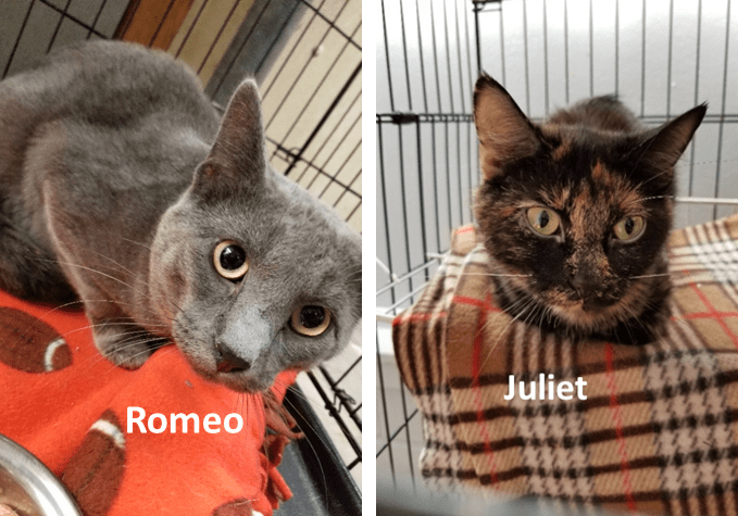 Two cats with the words romeo and juliet.