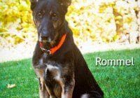 An image of a black and brown dog sitting on the grass.