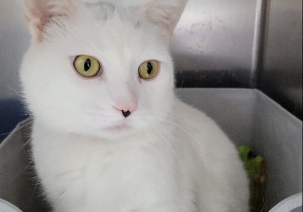 White cat with yellow eyes sitting in a bed.