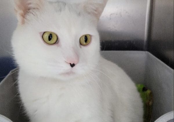 A white cat is sitting in a basket.