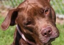 A brown dog with a pink collar sitting in the grass.