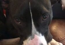 A black and white pit bull terrier laying on a couch.