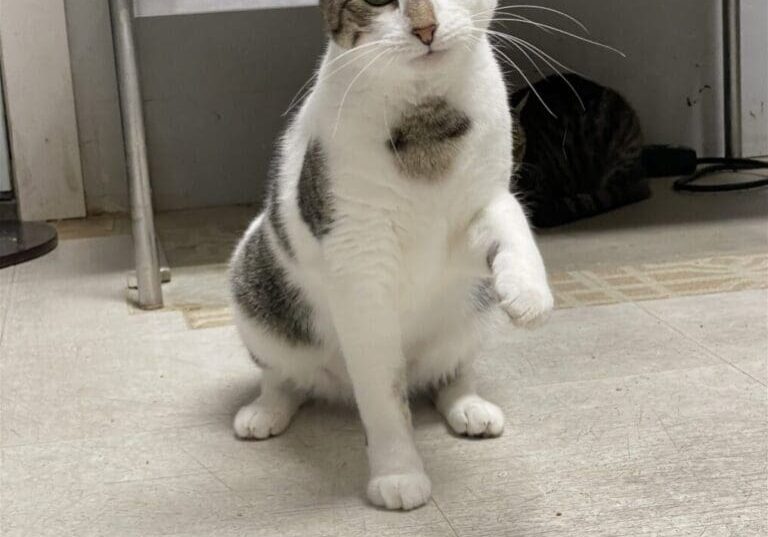 White and grey cat playing with a toy.