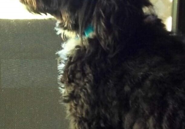 A black and white dog looking out a window.