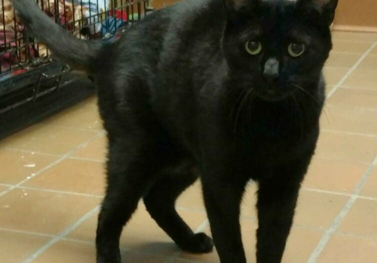 A black cat standing on a tile floor.