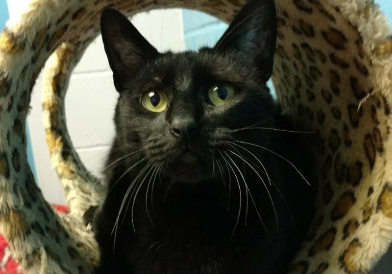 A black cat sitting in a leopard print cat tree.