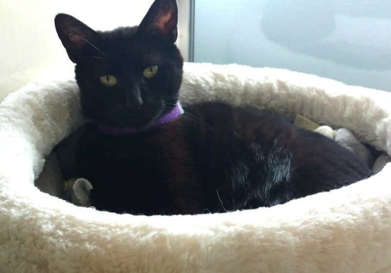 A black cat sitting in a white pet bed.