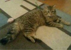 A tabby cat laying on a rug next to a toy.