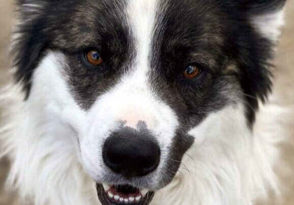 A black and white dog looking at the camera.