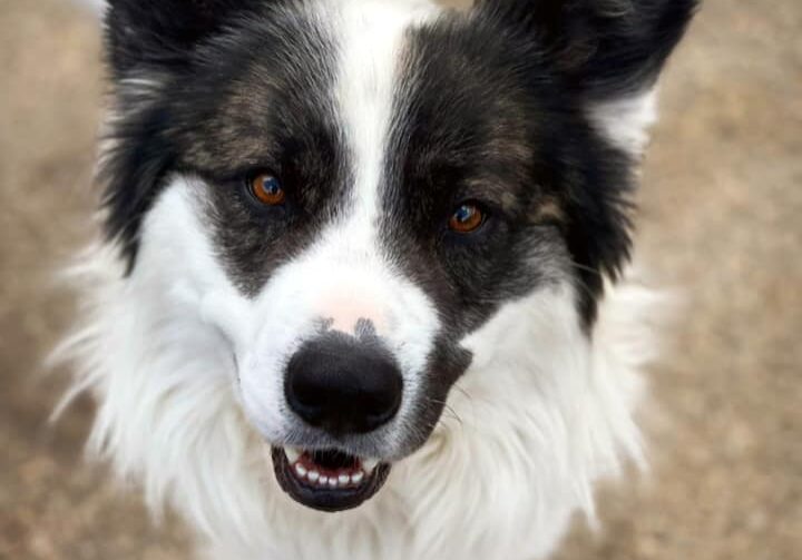 A black and white dog is looking at the camera.