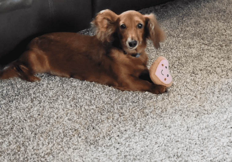 A dachshund dog laying on the carpet in a living room.