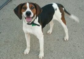 A black and white dog standing in front of a fence.