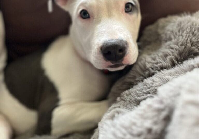 A white and black puppy in a blanket.