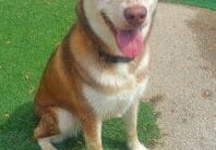 A brown and white dog sits on the grass in a playground.