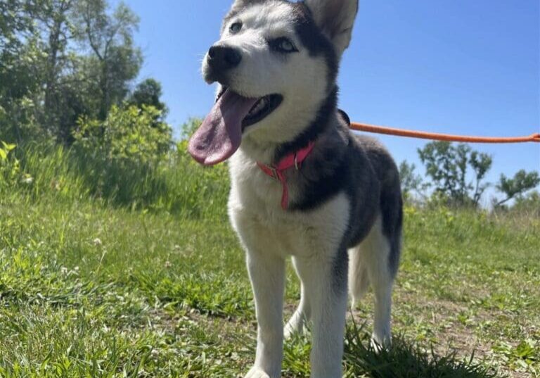 A husky puppy standing on a leash in the grass.