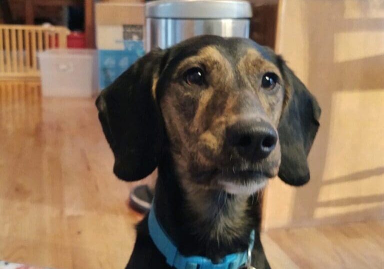 A black and tan dog sitting on a rug in a kitchen.