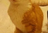 An orange and white cat sitting on top of a bed.