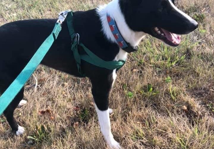 A black and white dog standing in a field with a leash.