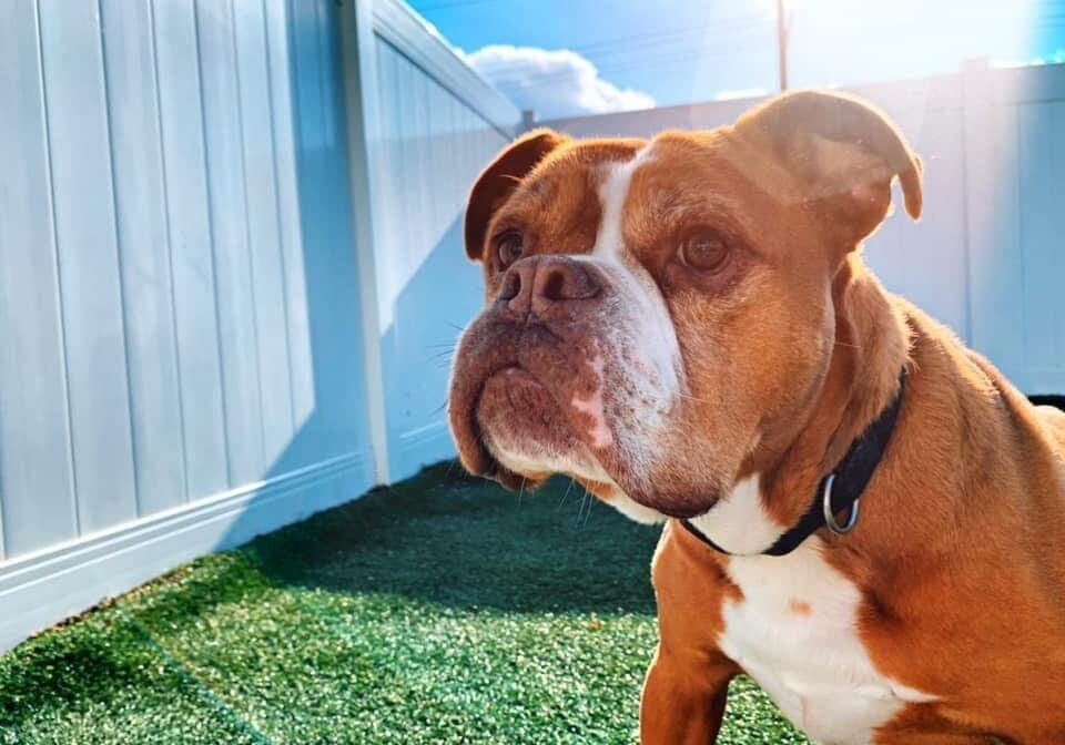 A brown and white boxer dog standing in front of a fence.