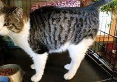 A cat standing in a cage with a bowl of food.