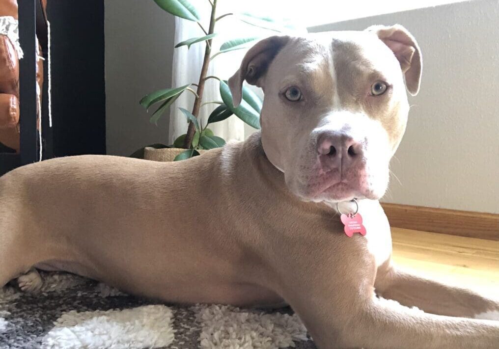 A pit bull dog laying on a rug in front of a plant.