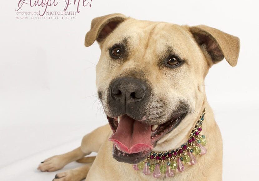 A dog wearing a necklace and smiling.