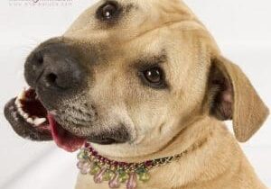 Person, an adoptable labrador retriever in houston, texas.