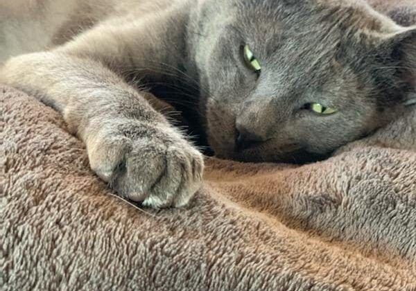 A gray cat laying on a couch.