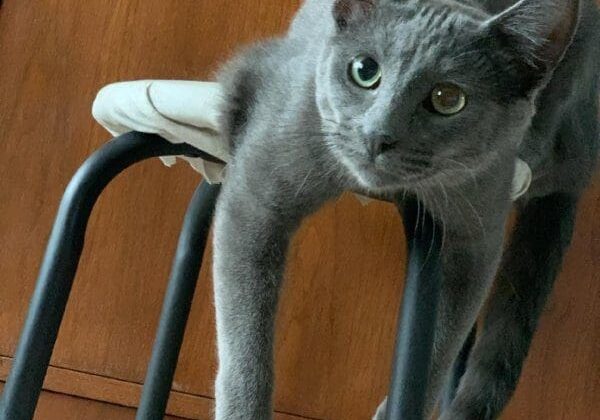 A gray cat laying on top of a stool.