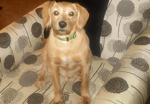 A dog sitting on a chair.