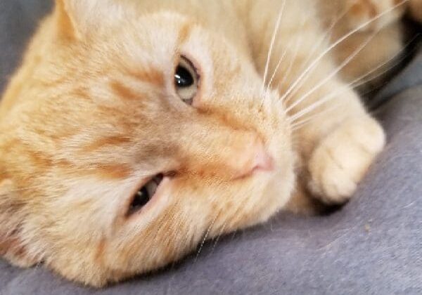 An orange tabby cat laying on a bed.