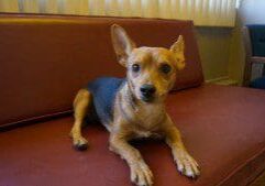 A brown and black dog sitting on a red couch.