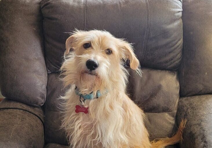 A small, light brown dog sitting on a couch.