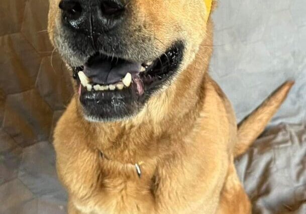 An adoptable labrador retriever wearing a yellow bow.