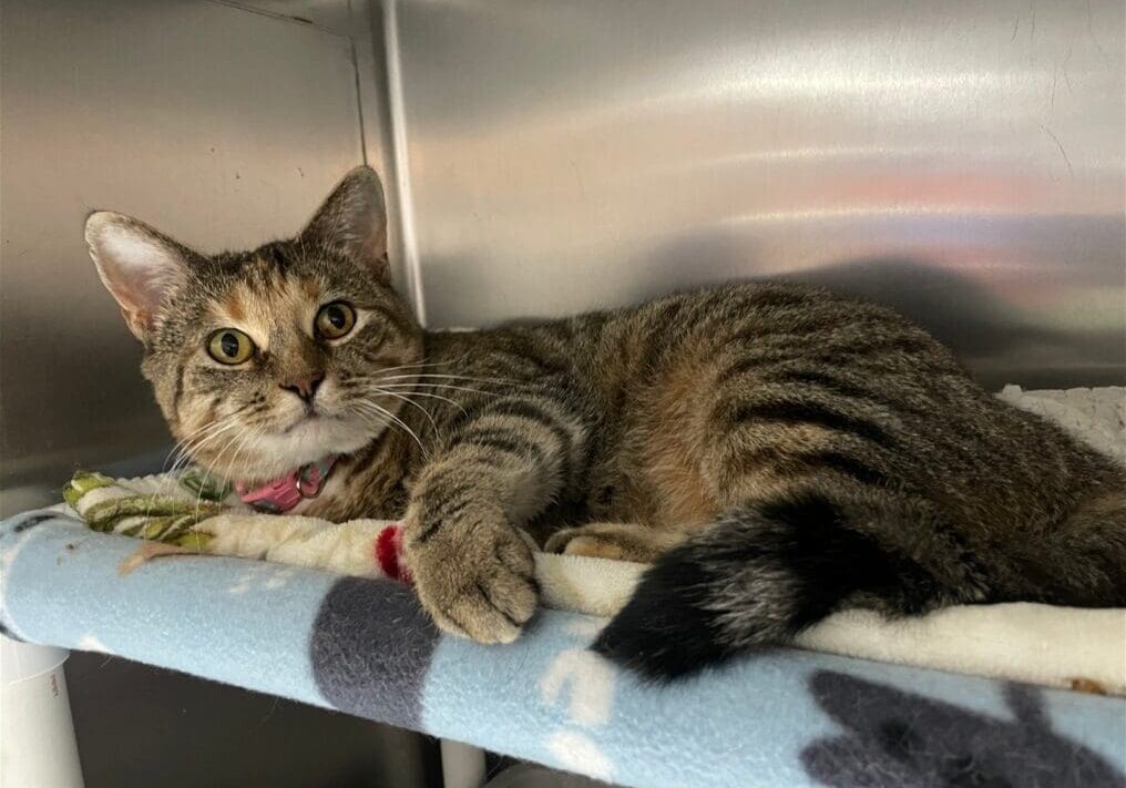 A tabby cat laying on a bed in a shelter.