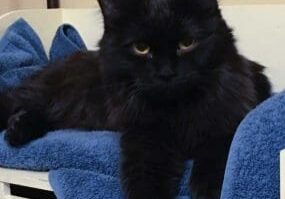 A black cat laying on a blue blanket.