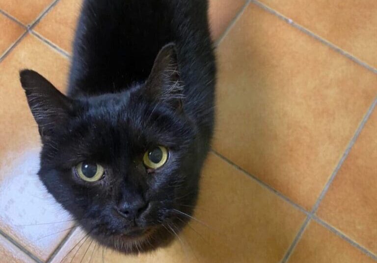 A black cat standing on a tiled floor.