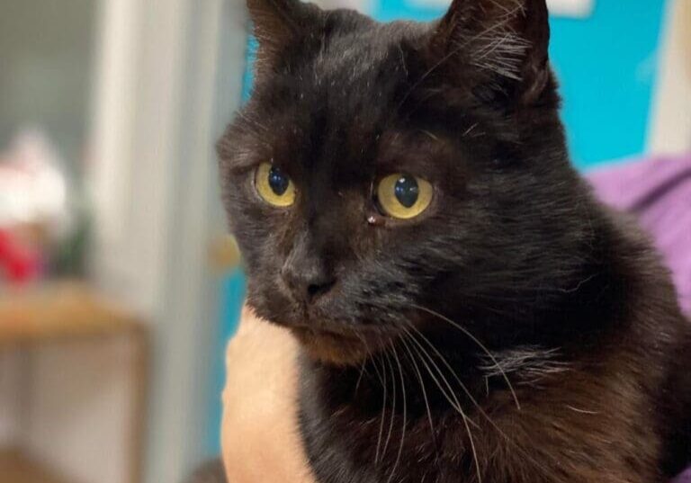 A black cat is being held by a person in a purple shirt.