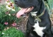 A black and white dog sitting in front of a flower bed.