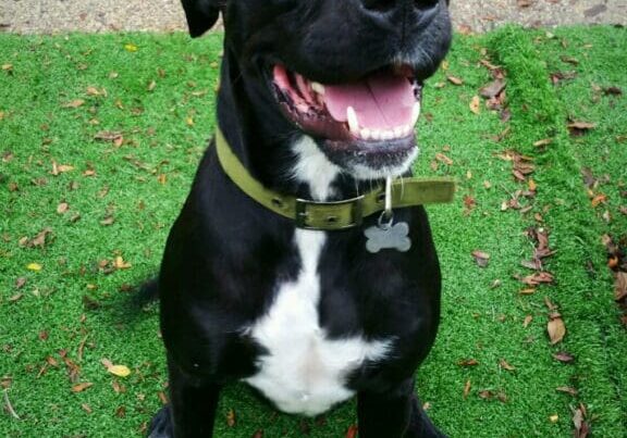 A black and white dog sitting on grass.