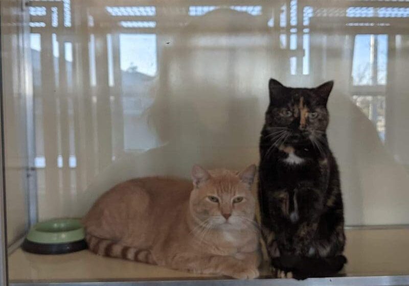 Two cats sitting on a shelf in a kennel.