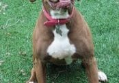 A brown and white dog sitting on the grass.