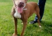 A brown dog standing in the grass with his tongue out.