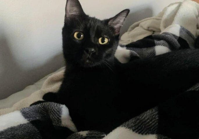 A black cat laying on a blanket on a bed.