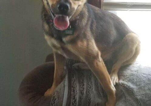 A brown and tan dog sitting on a couch.