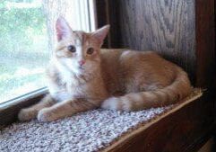 An orange tabby cat sitting on a window sill.