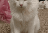 A white cat sitting on a carpet.