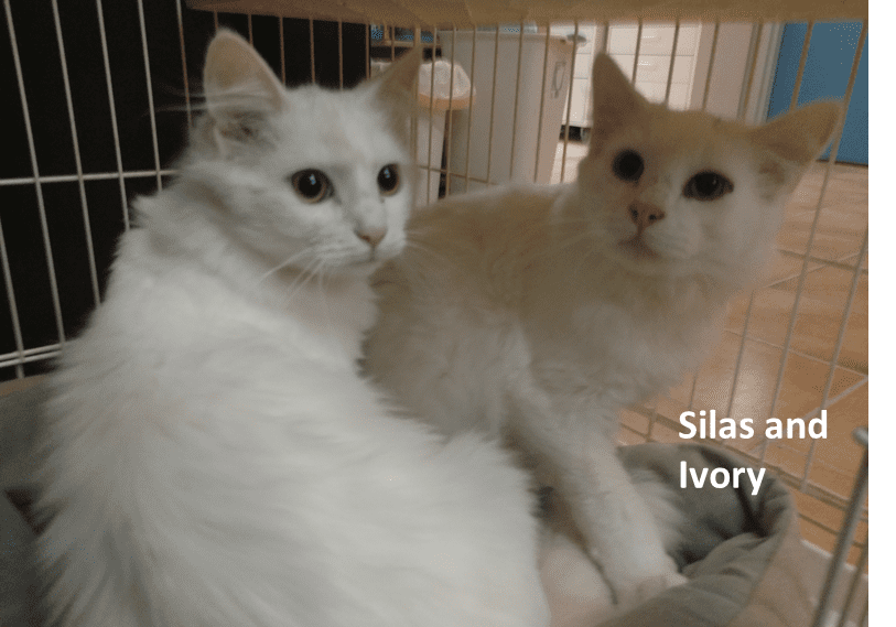 Two white cats sitting in a cage.